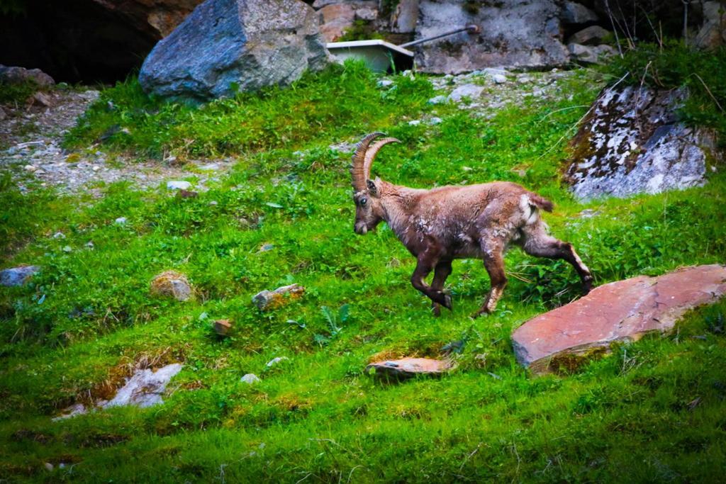 Apartament Monte Rosa Saas-Grund Zewnętrze zdjęcie